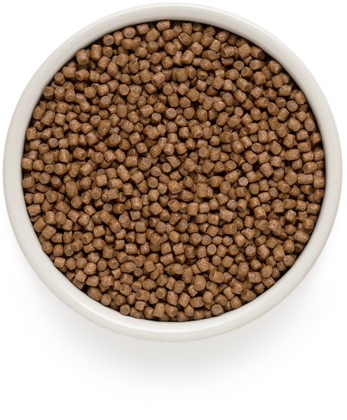 Grandorf Cat Lamb & Turkey Kitten 400 г - сухий корм для кошенят від 3 тижнів та вагітних/лактуючих кішок 81140 фото